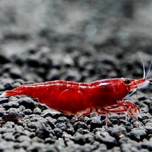 Neocaridina sp.bloody mary shrimp